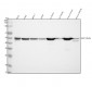 Anti-beta Tubulin Mouse Monoclonal Antibody
